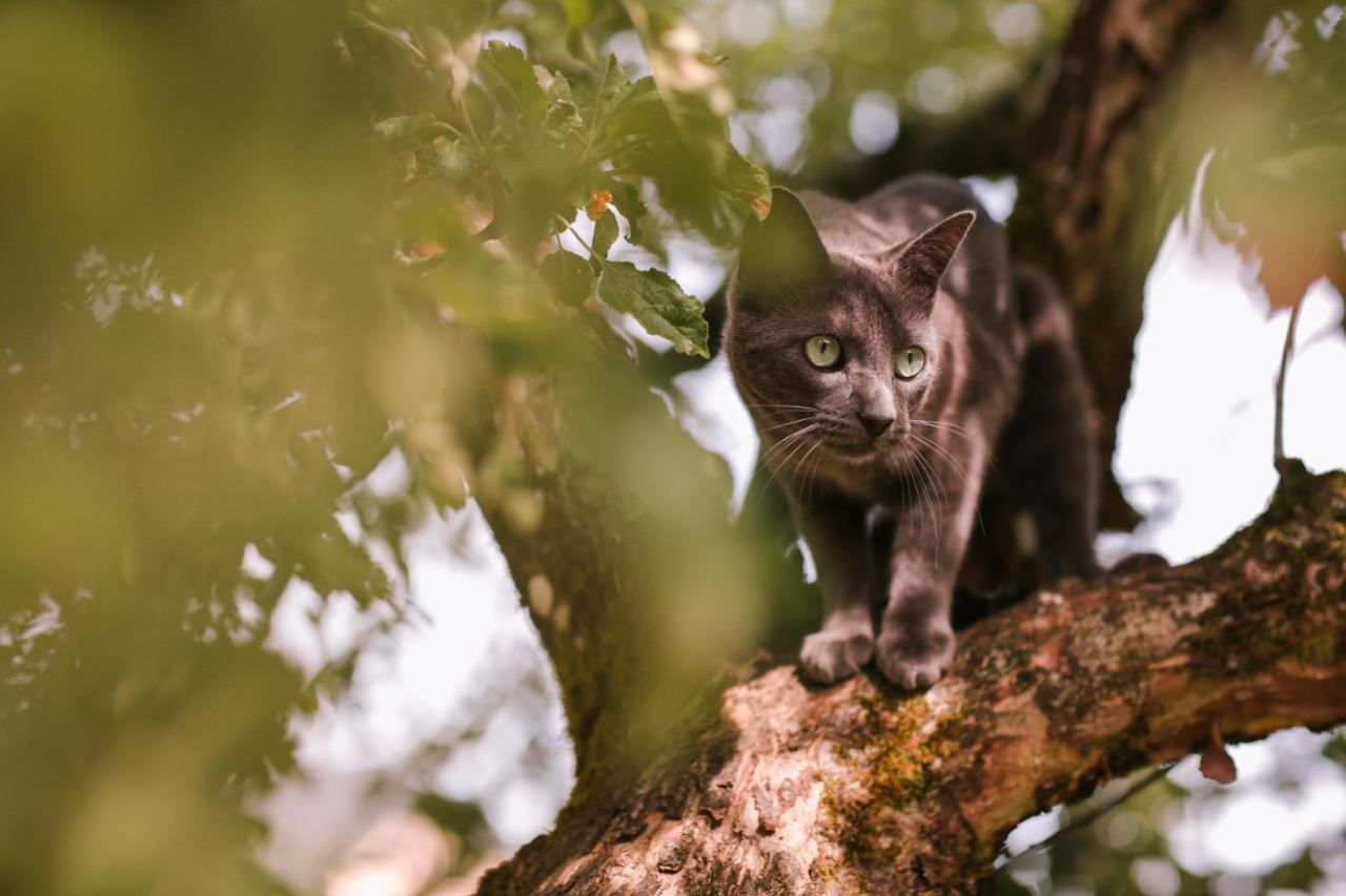 Les Chambres Du Chat Sainte-Cécile Exteriör bild